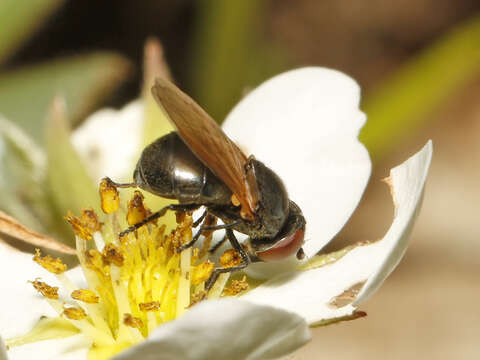 Image of Chrysosyrphus latus (Loew 1863)