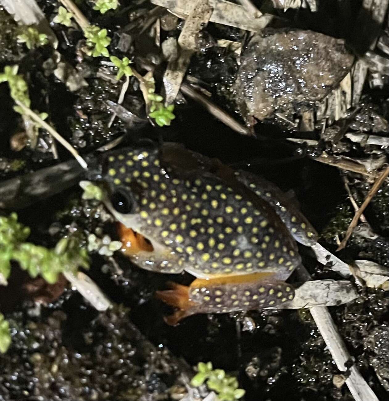 Imagem de Heterixalus alboguttatus (Boulenger 1882)