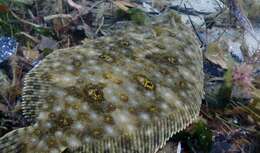 Image of Jenyn&#39;s flounder