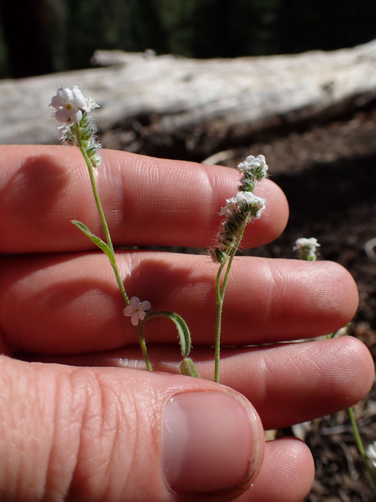 Слика од Cryptantha incana Greene