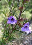 Image of Prostanthera scutellarioides (R. Br.) Druce