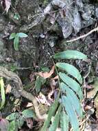 Image of Dryopteris podophylla (Hook.) O. Kuntze