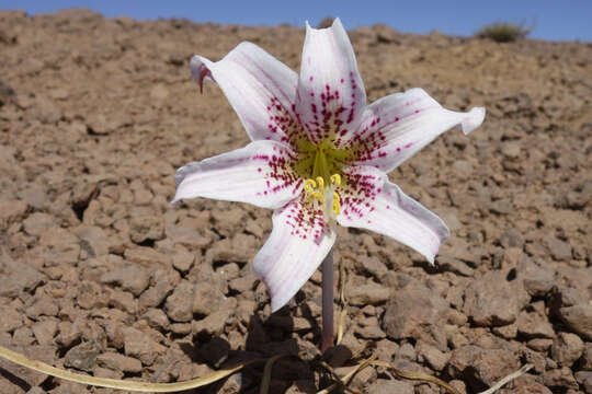 Слика од Rhodophiala rhodolirion (Baker) Traub