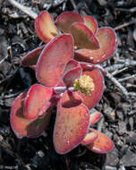 Image of Crassula atropurpurea (Haw.) D. Dietr.