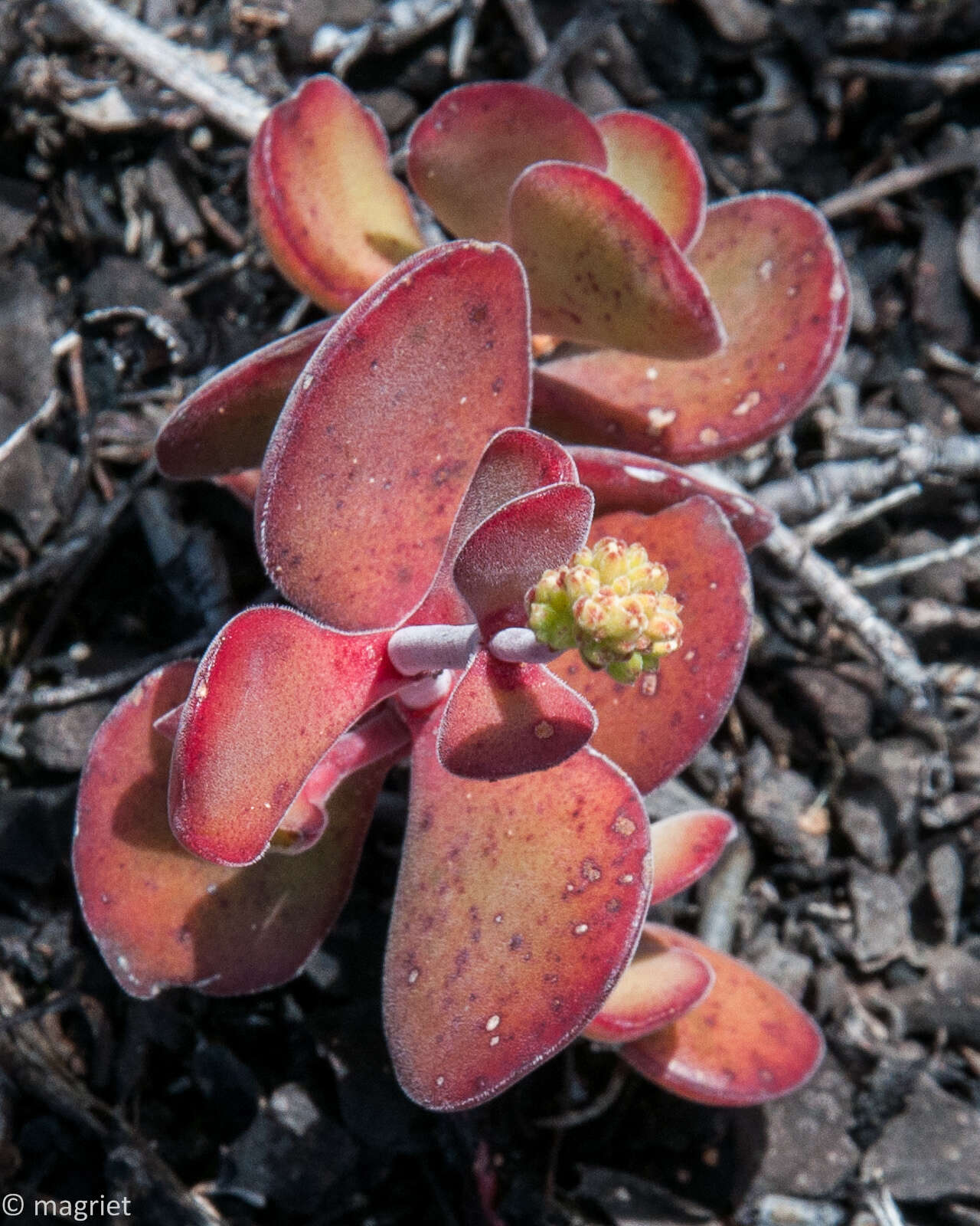 Слика од Crassula atropurpurea (Haw.) D. Dietr.