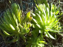 Image of Aeonium simsii (Sweet) W. T. Stearn