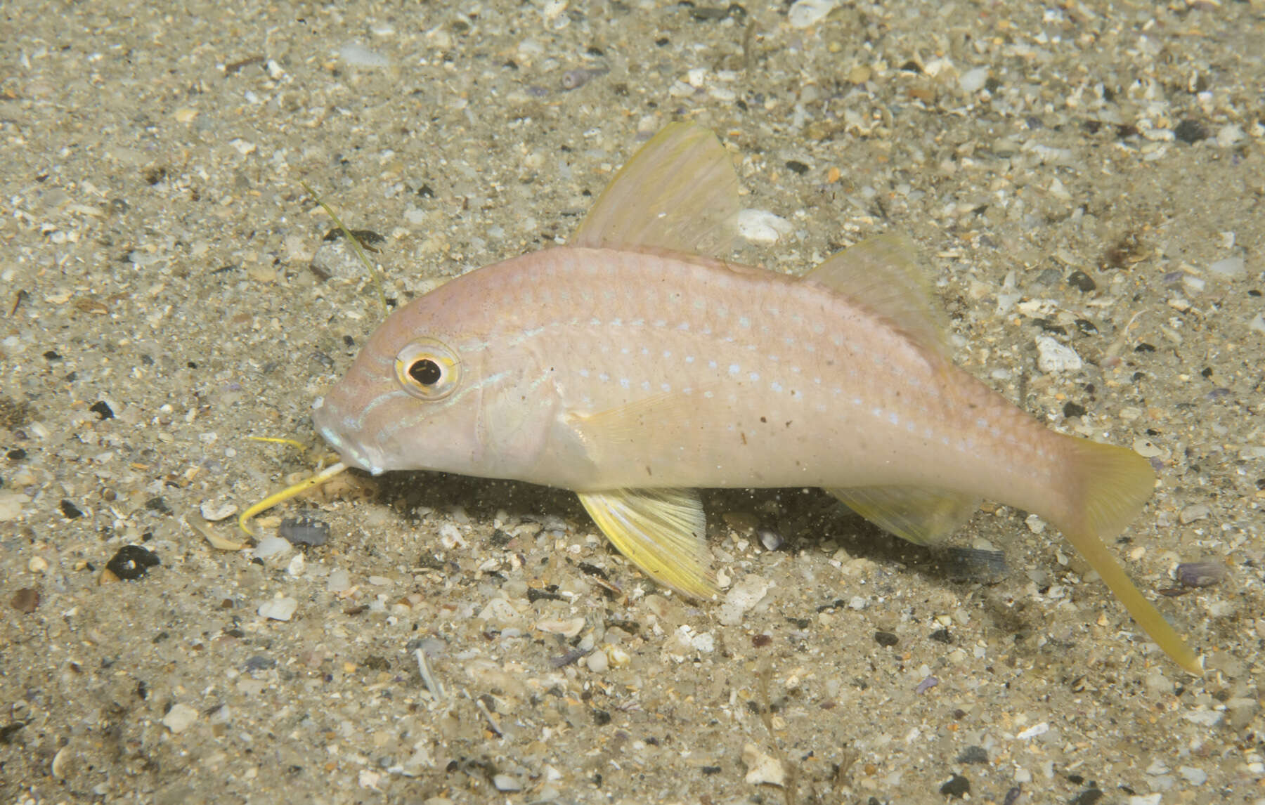 Image of Upeneichthys