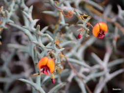 Image of <i>Daviesia incrassata</i> subsp. <i>reversifolia</i> (F. Muell.) Crisp