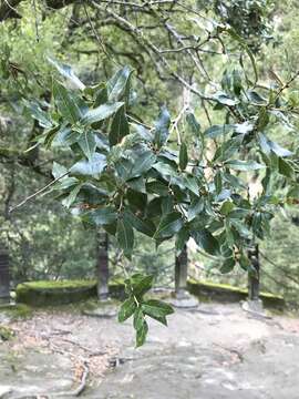 Quercus tarokoensis Hayata的圖片