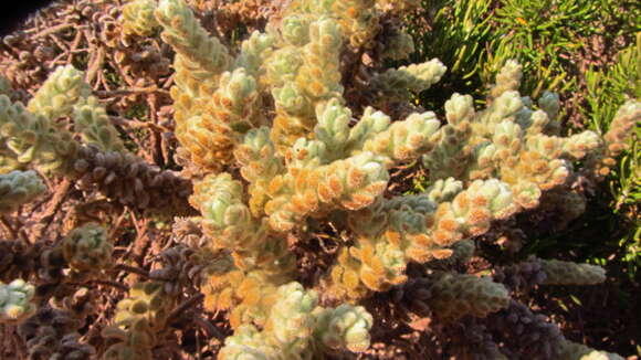 Слика од Thymelaea velutina (Pourr. ex Camb.) Endl.
