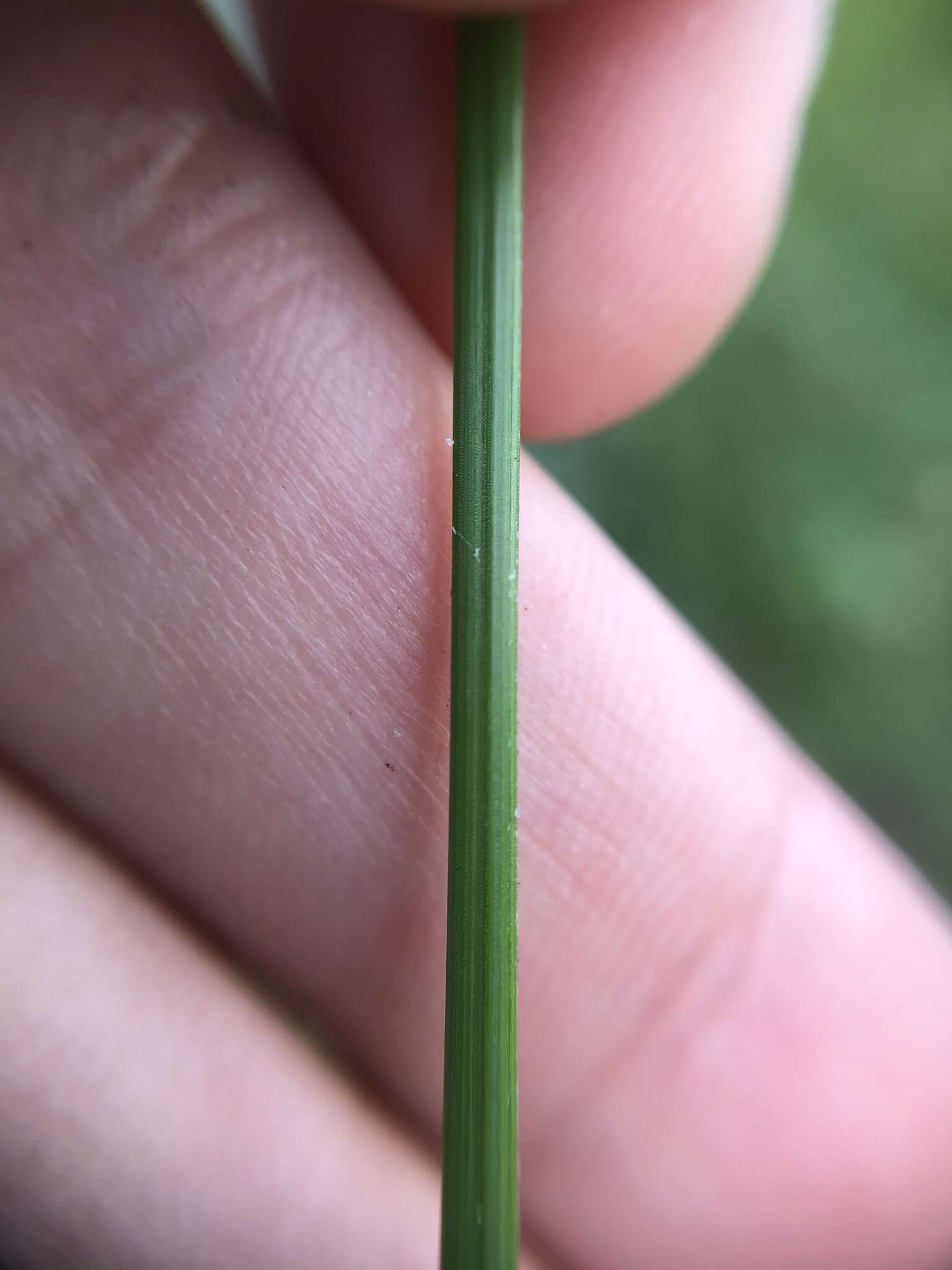 Image of Swamp Flat Sedge