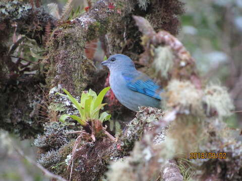 Image of Azure-shouldered Tanager