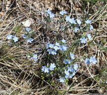 Plancia ëd Eritrichium rupestre (Pall. ex Georgi) Bunge