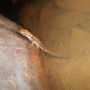 Image of Beccari's Keeled Skink