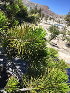 Imagem de Pinus contorta var. murrayana (Balf.) Engelm.