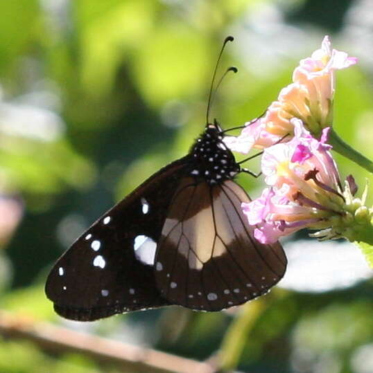 Image of Amauris albimaculata Butler 1875