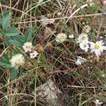 صورة Symphyotrichum ericoides (L.) G. L. Nesom