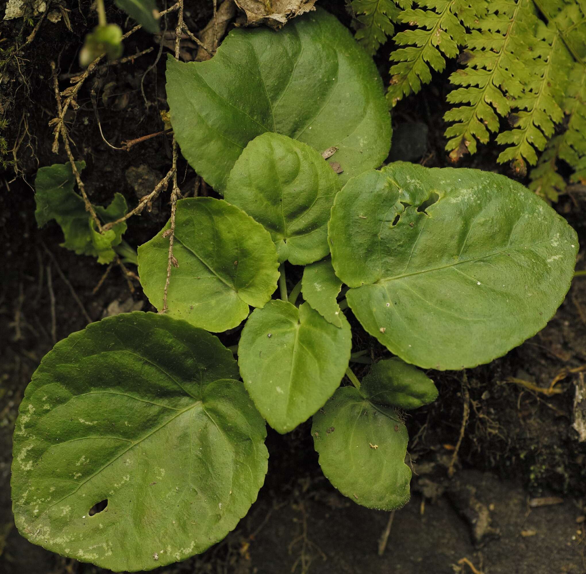 Image of roundleaf yellow violet