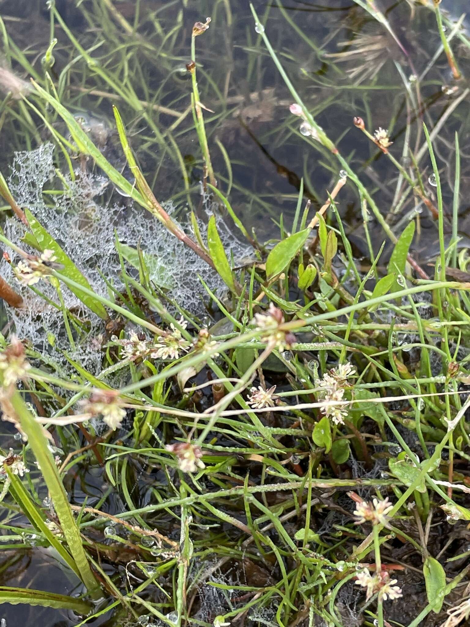 Juncus bulbosus L. resmi