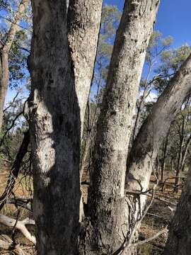 Image of Eucalyptus populnea subsp. populnea