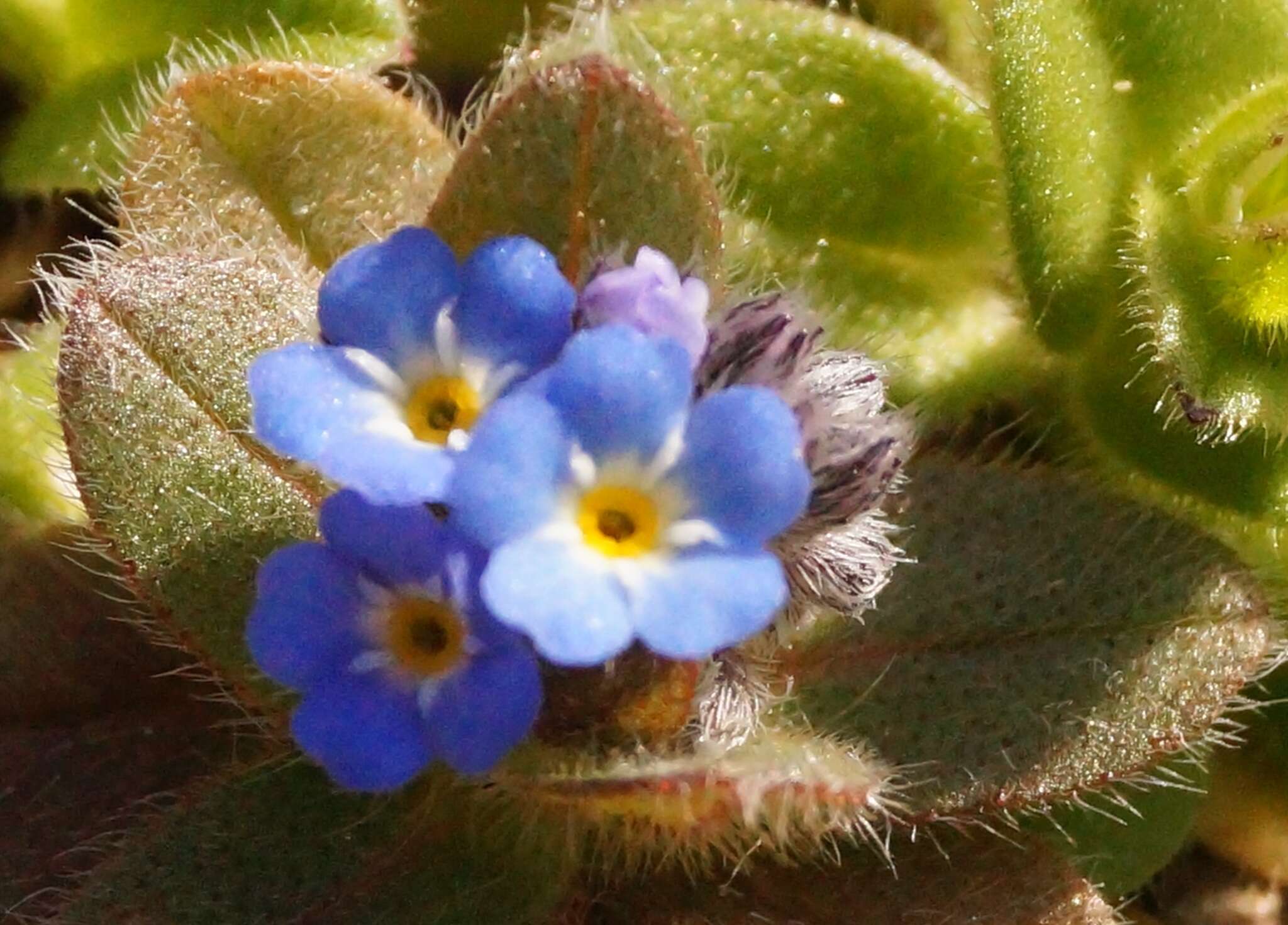 Plancia ëd Myosotis incrassata Guss.