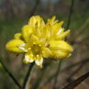 Image of Conostylis aculeata subsp. aculeata