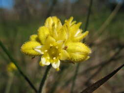 Image of Conostylis aculeata subsp. aculeata