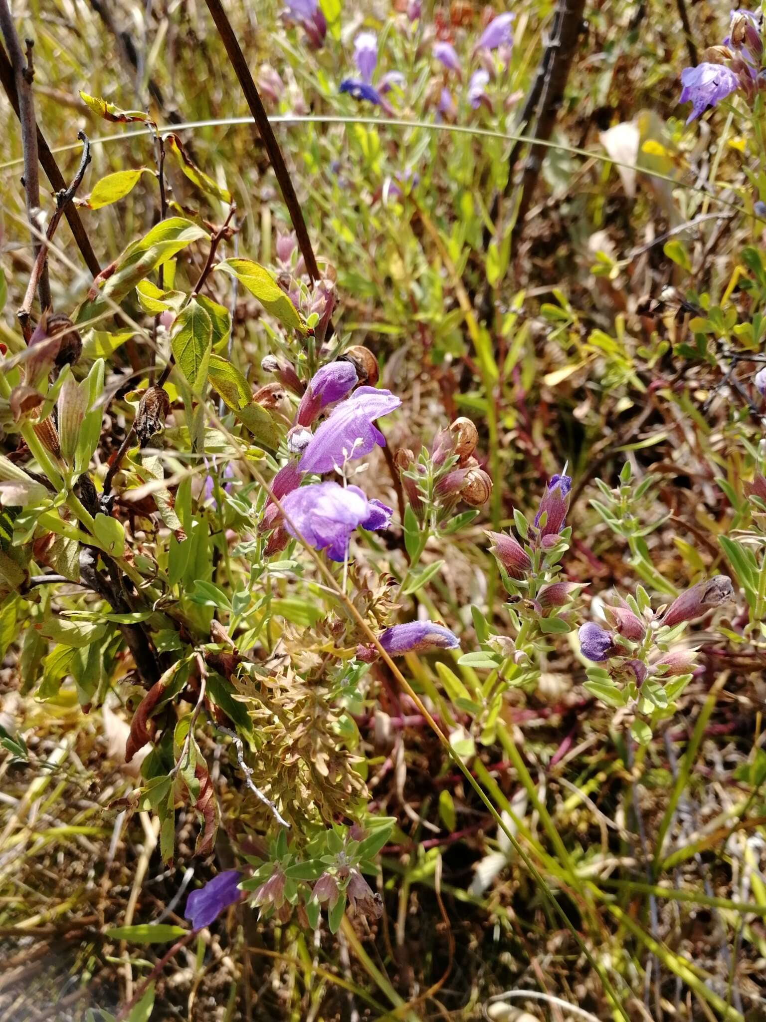 Image of Dracocephalum peregrinum L.