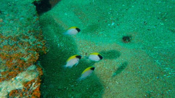 Image of Black-headed chromis