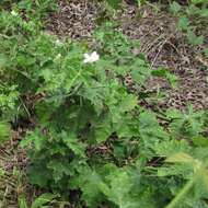 Image of Texas bullnettle