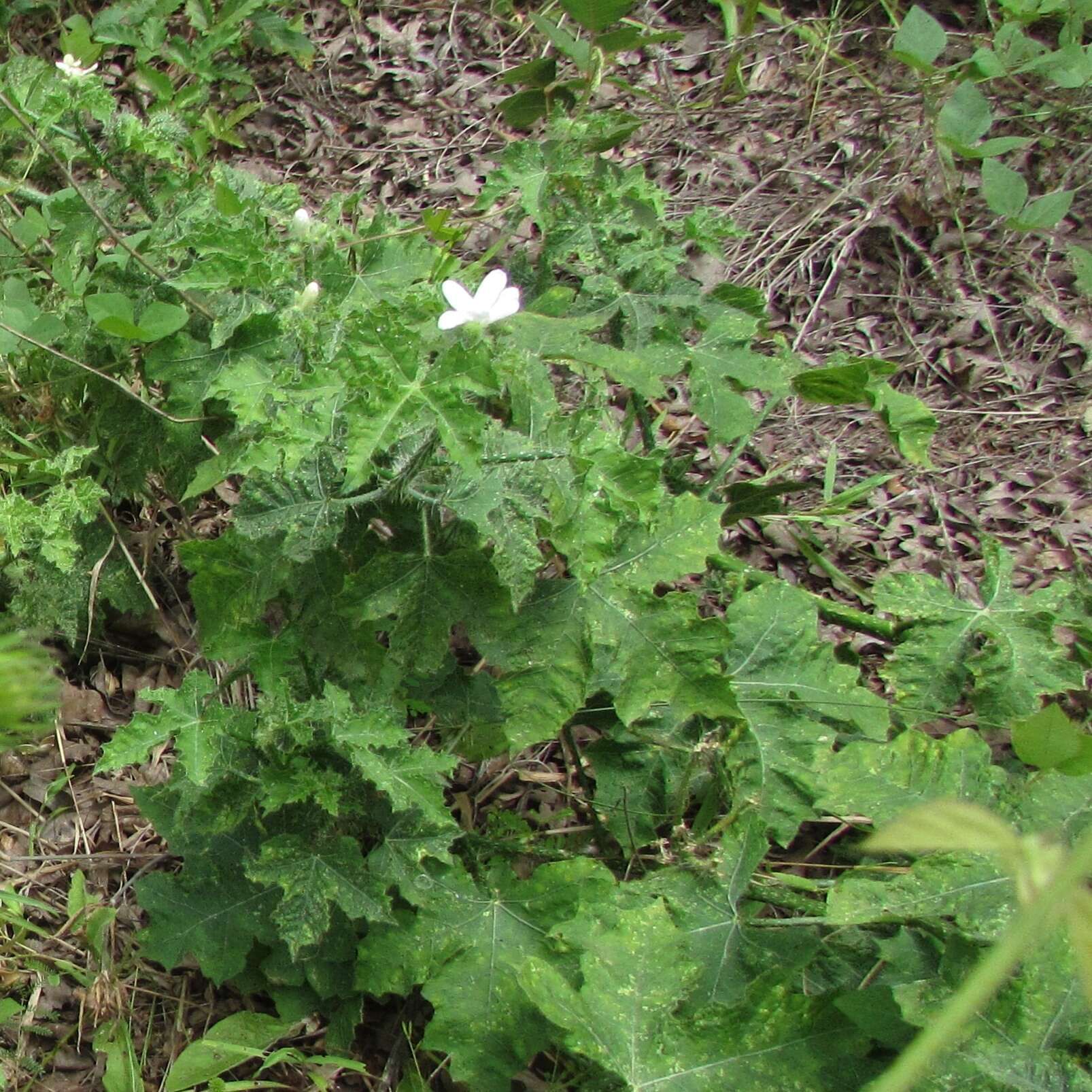 Image of Texas bullnettle