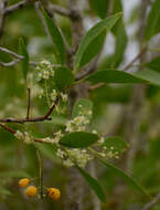 Image of Denhamia disperma (F. Müll.) M. P. Simmons