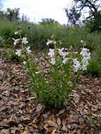 Image of Guadalupe beardtongue