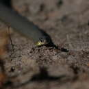 Image of Little Brown Snake