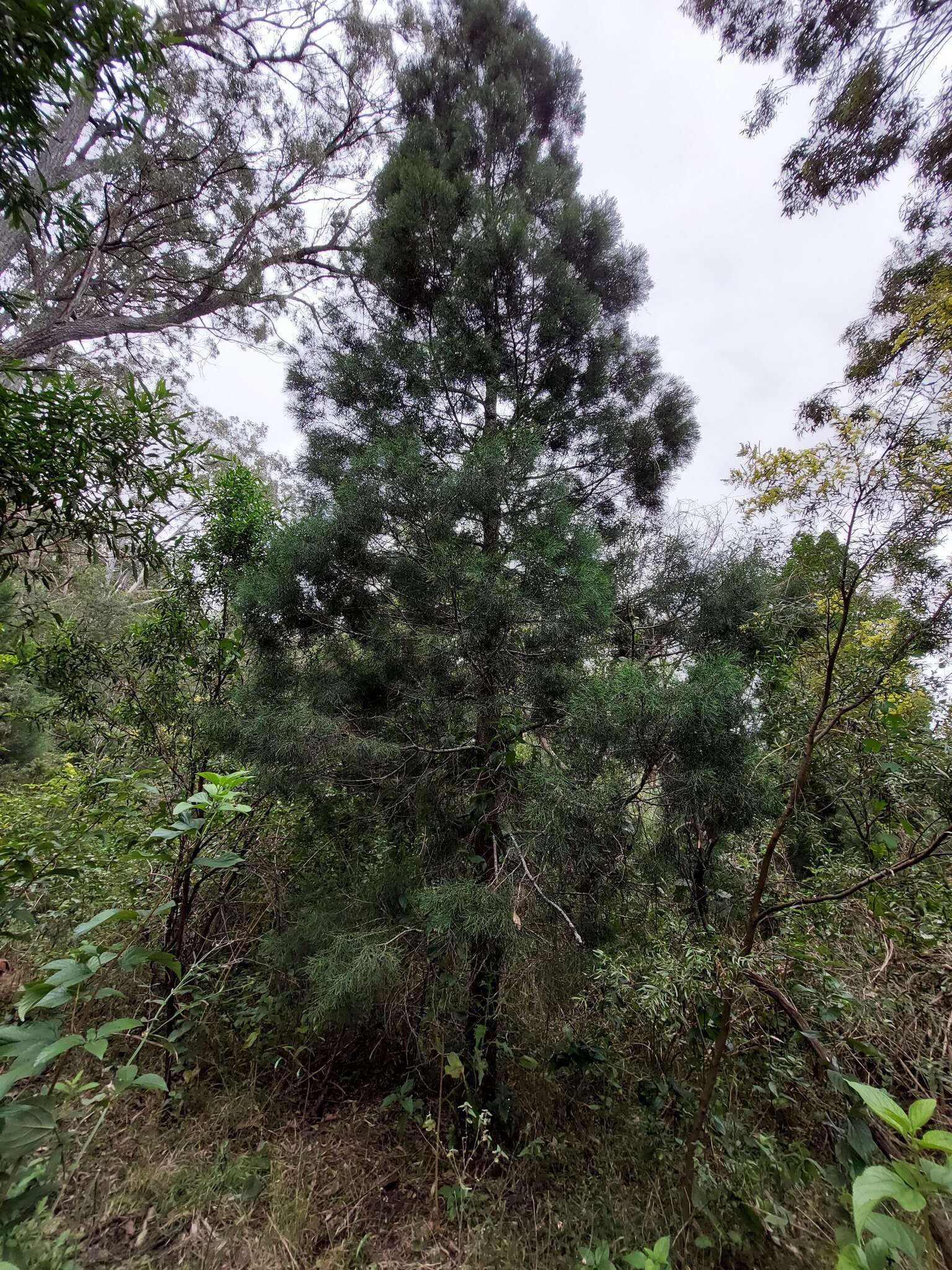 Image of Bailey's Cypress Pine