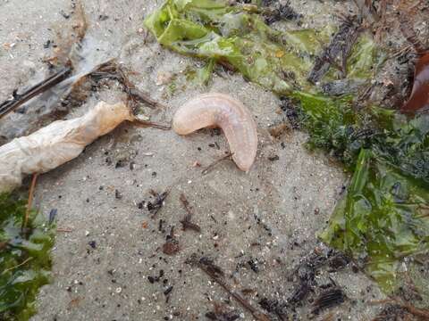 Image of splendid sea cucumber