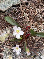 Image of Pacific springbeauty