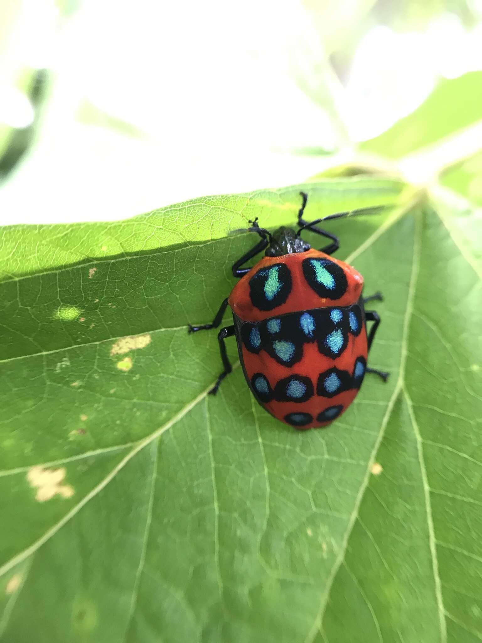 Слика од <i>Poecilocoris druraei</i>