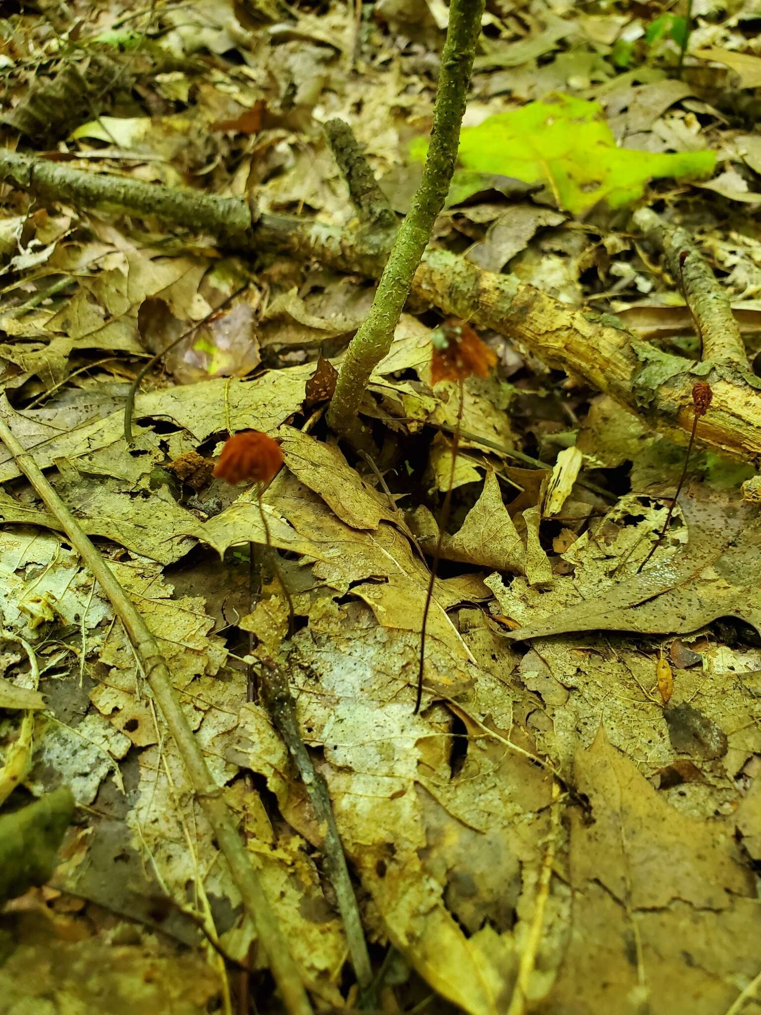 Image of Marasmius fulvoferrugineus Gilliam 1976