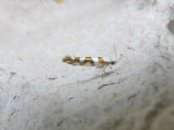 Image de Argyresthia calliphanes Meyrick 1913