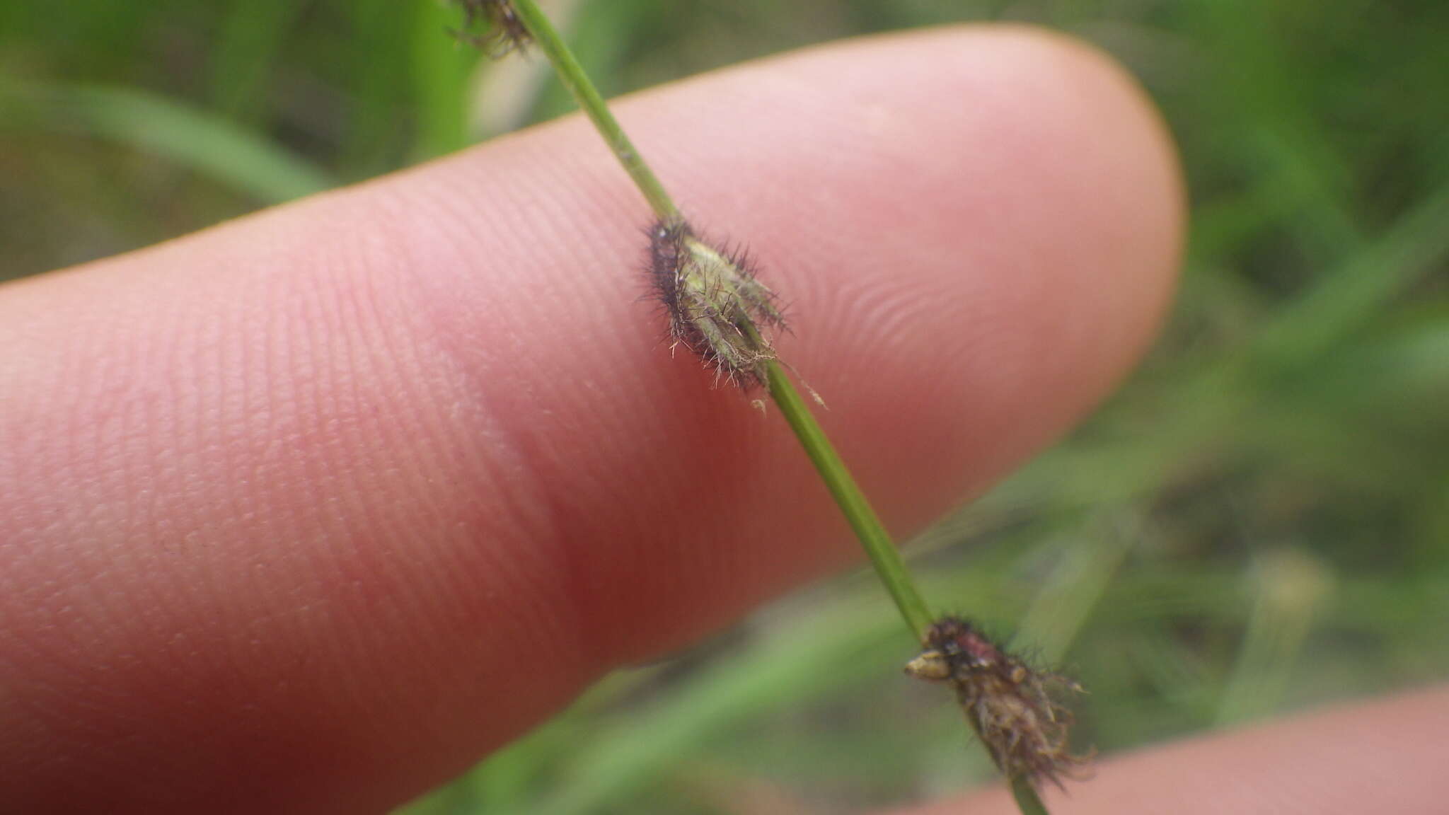 Image of River-Swamp Nut-Rush