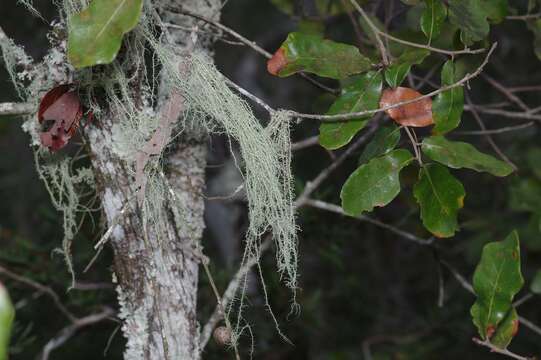 Слика од <i>Usnea dimorpha</i>