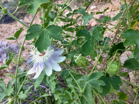 Image of Arizona Passion-Flower