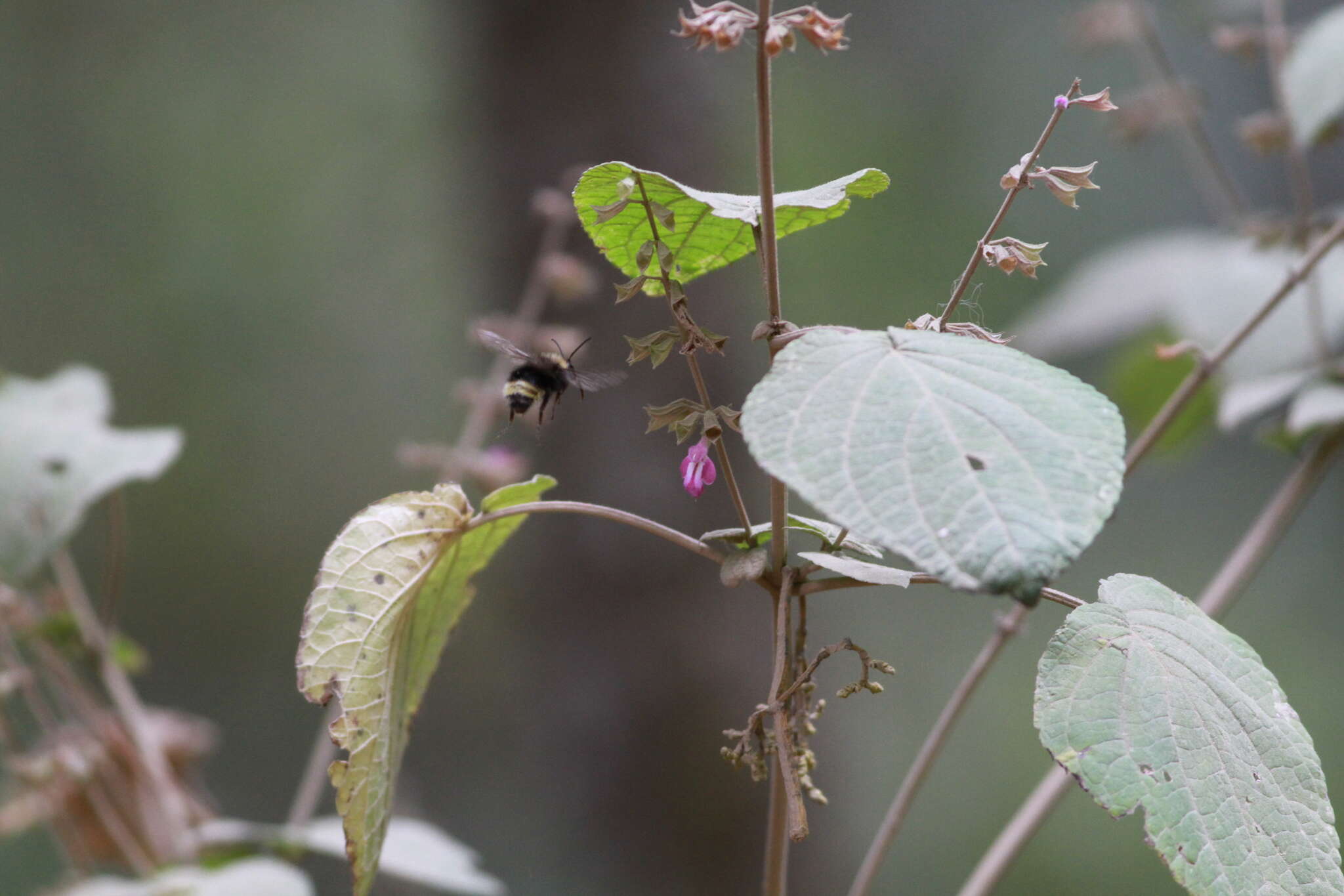 Image de Bombus trinominatus Dalla Torre 1890