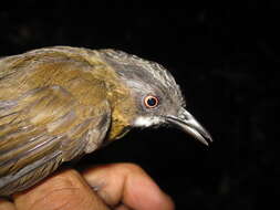 Image of Grey-throated Babbler