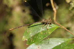 Image of Tatocnemis Kirby 1889