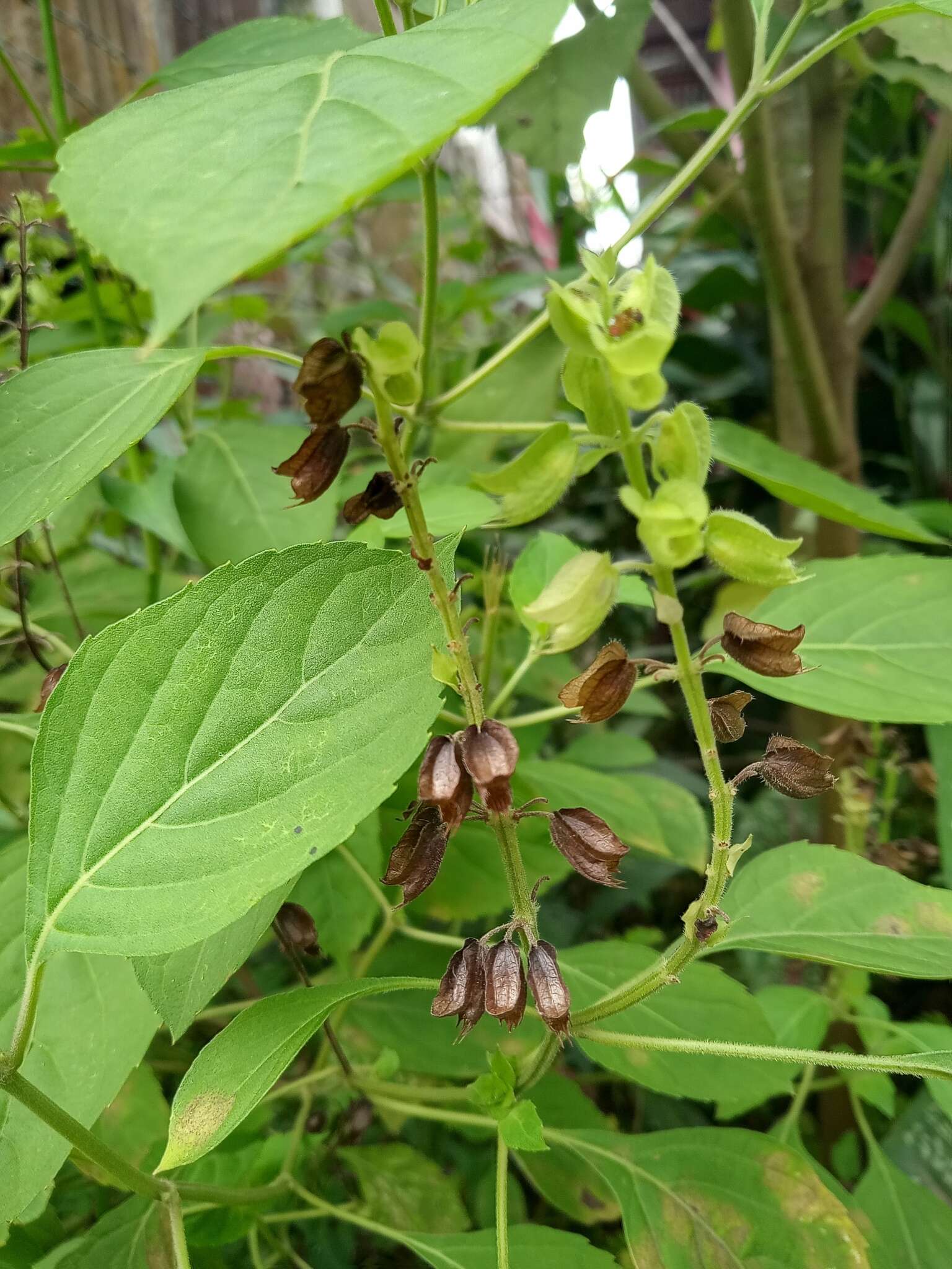 Слика од Ocimum campechianum Mill.