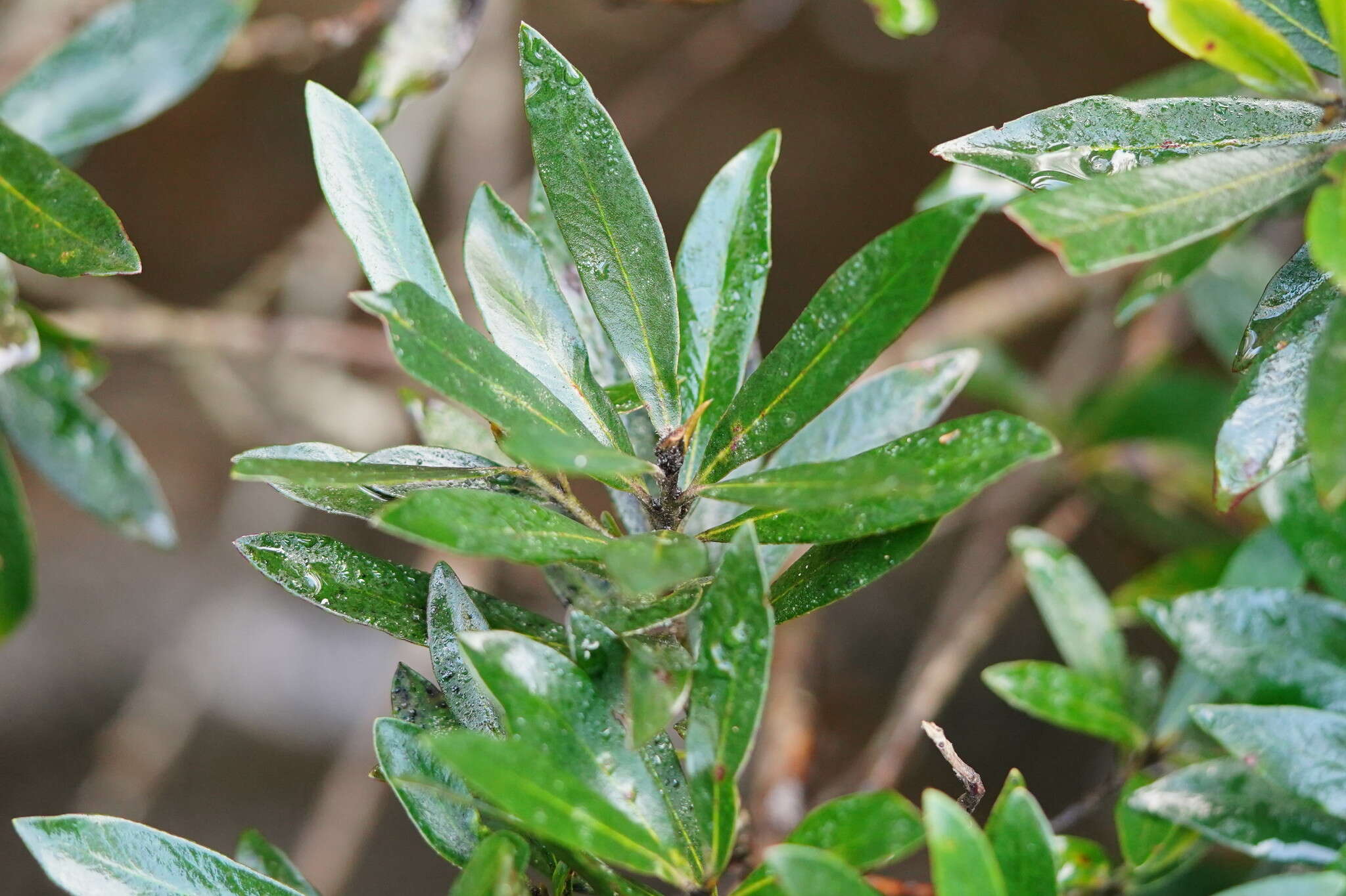 Tristaniopsis laurina (Sm.) P. G. Wilson & J. T. Waterhouse的圖片