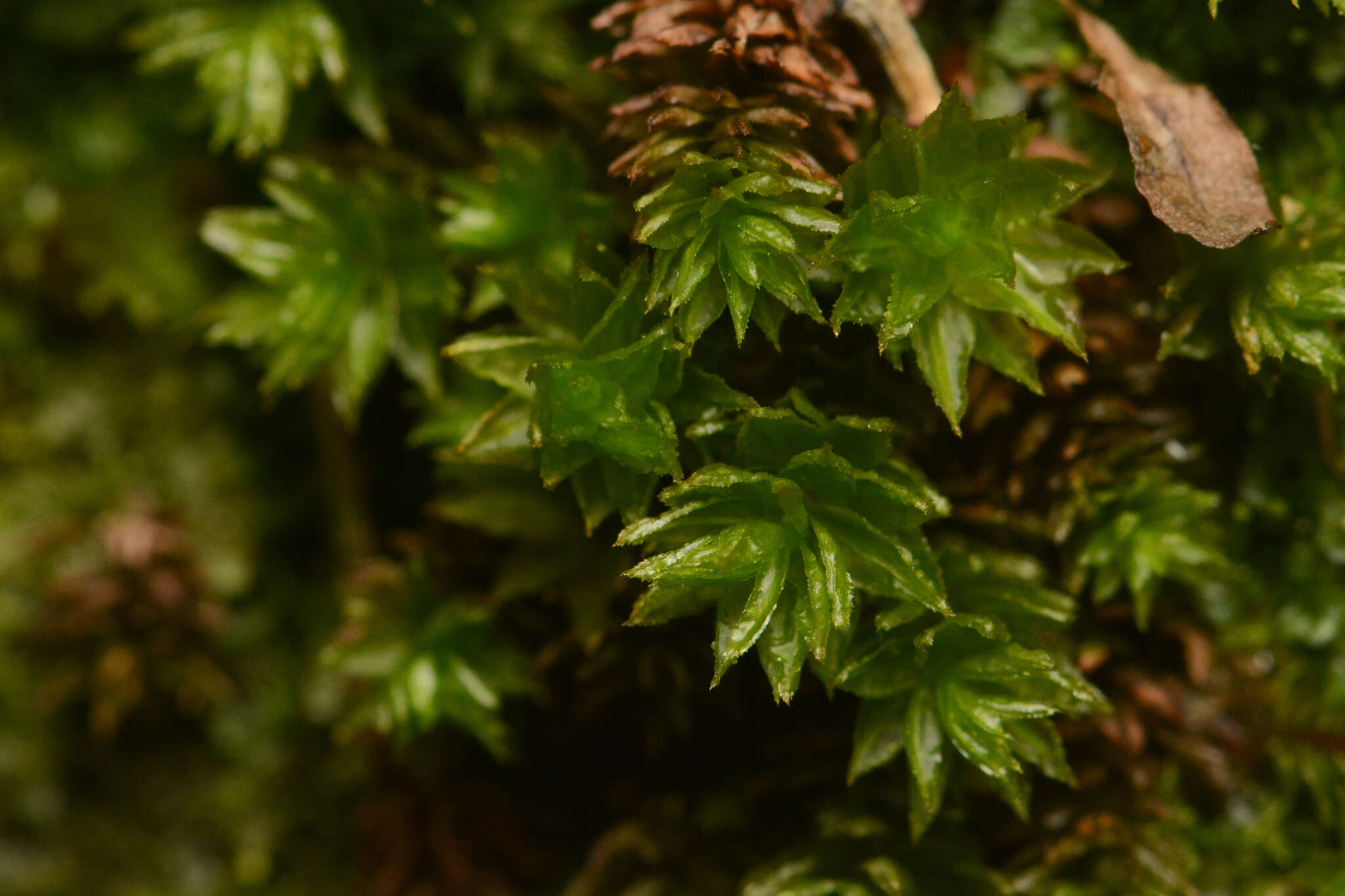 Image of oligotrichum moss