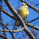 Chloris chloris chloris (Linnaeus 1758) resmi